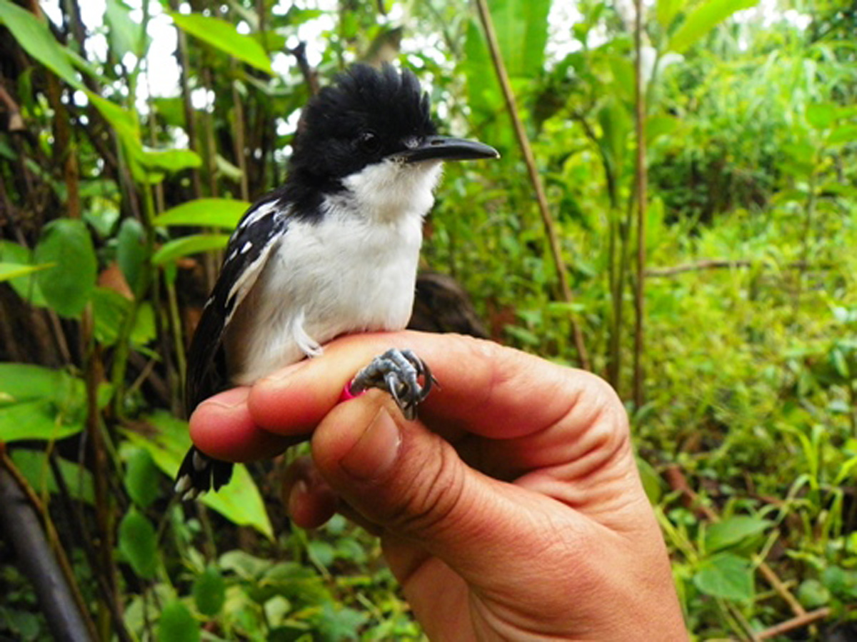 Alejandro Suárez, investigador de la U.N Sede Amazonia con la especie Glaucidium Brasilianum. Foto por Yenny Jaimes.