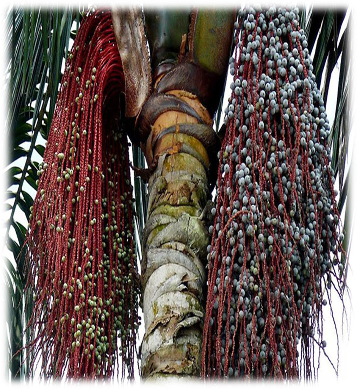 La palma de seje (Oenocarpus bataua) es de la región amazónica, pero también crece en zonas del Chocó, Boyacá y los Llanos Orientales.