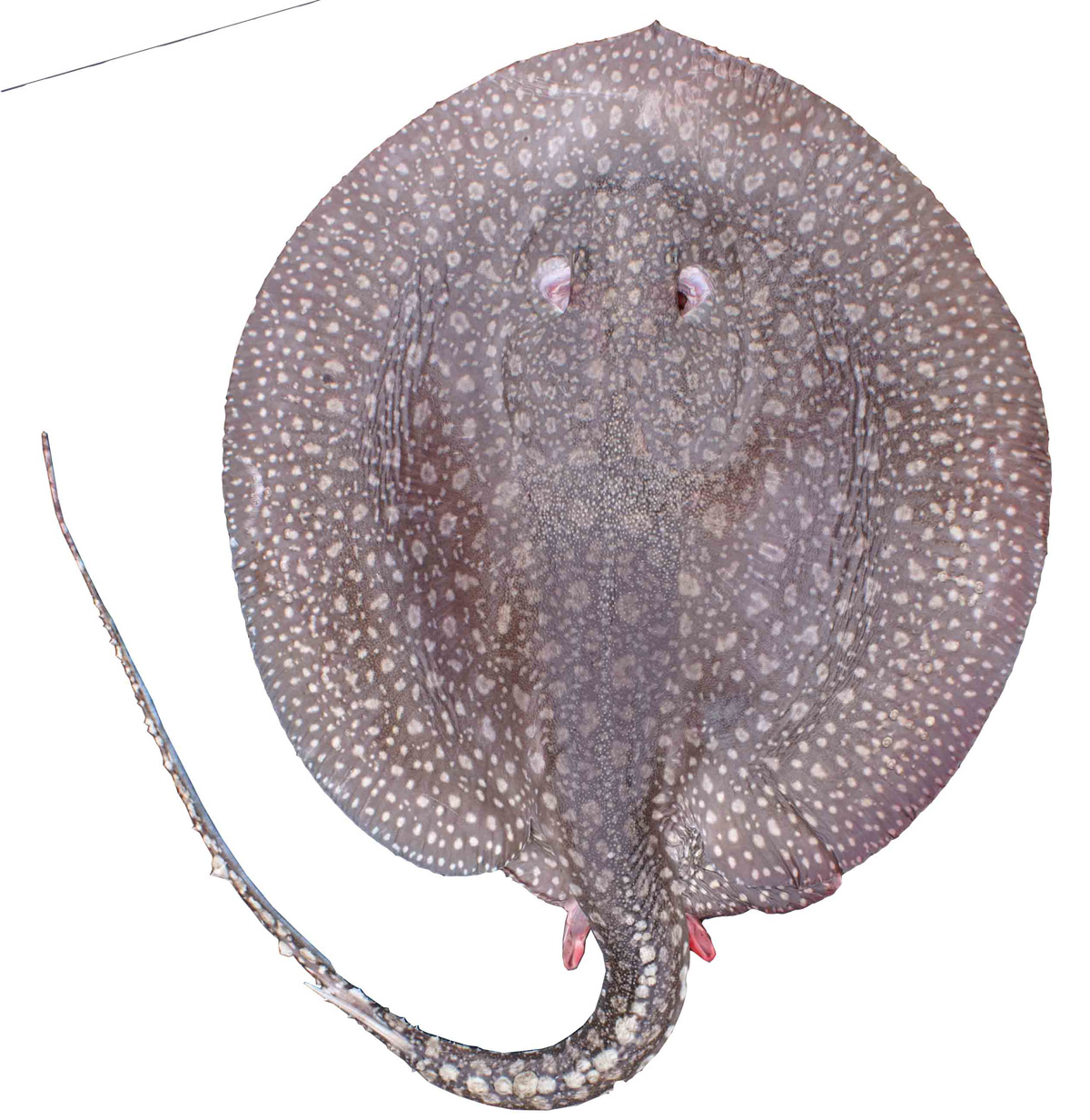 Freshwater ray of the Plesiotrygon genus. Photo: Astrid Acosta