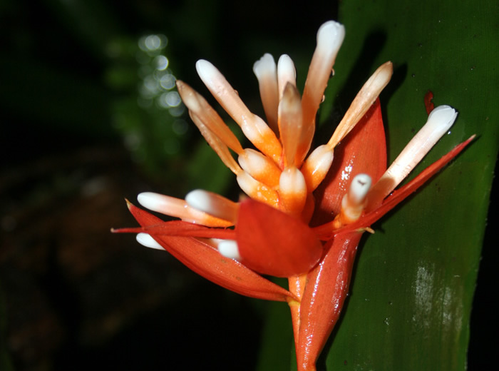 Aechmea corymbosa.- Las bromelias son una familia de plantas monocotiledóneas que consta de hierbas perennes terrestres o epífitas, o arbustos, oriundas de las regiones tropicales. - Archivo Particular