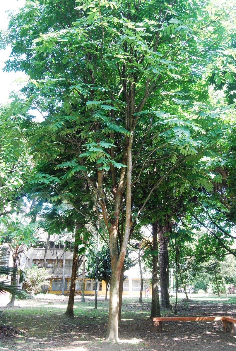 El árbol de choibá, desde sus frutos hasta sus flores, constituye una importante fuente de alimentación para otras especies.