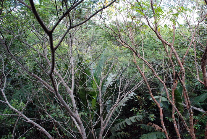 El censo de árboles hecho por el Jardín Botánico en el 2010 vio con preocupación el aumento de los árboles en riesgo de volcamiento en zonas públicas.