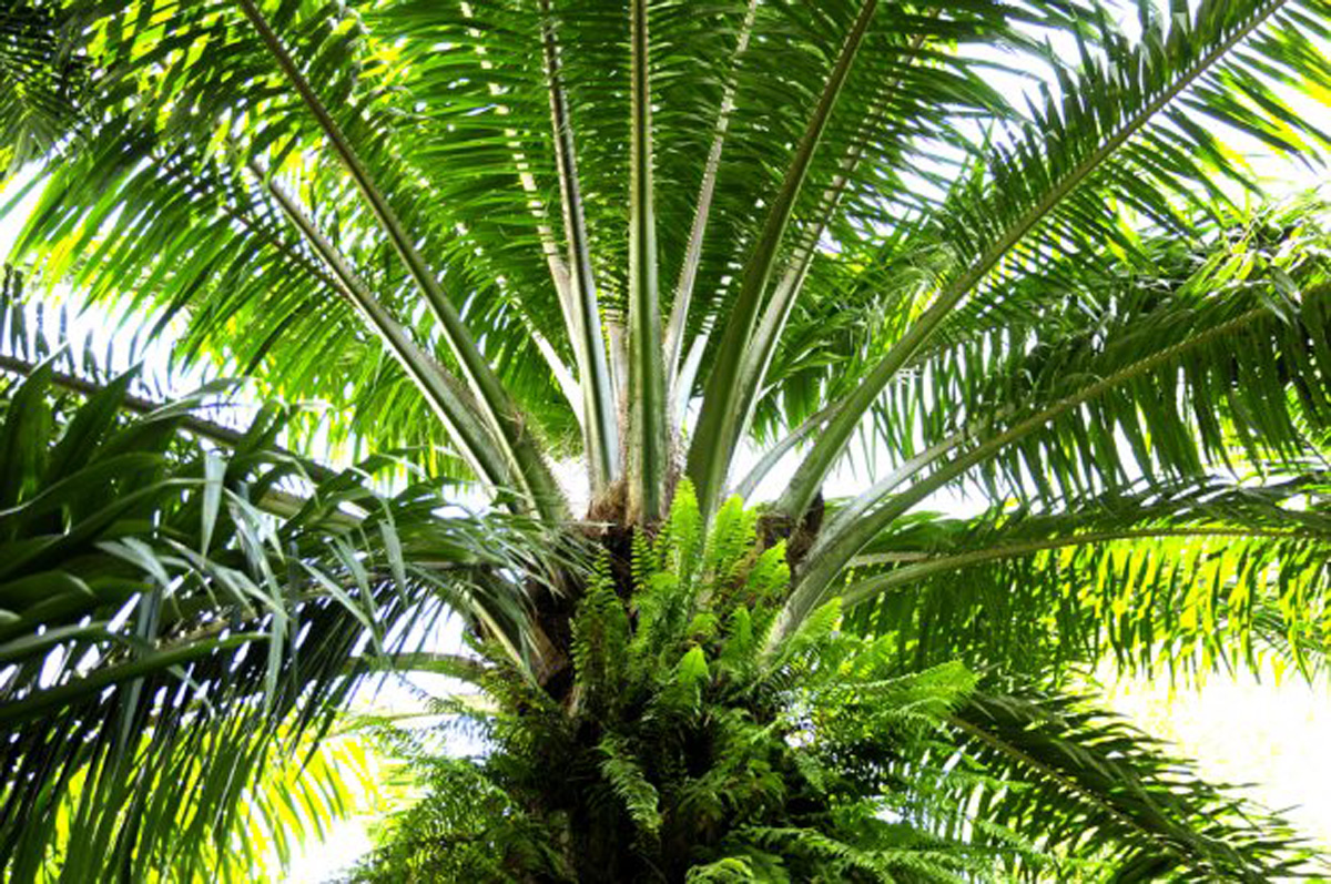 La palma pactá (Coccothrinax jamaicensis) es una subespecie endémica de la Isla de la cual quedan muy pocos ejemplares.