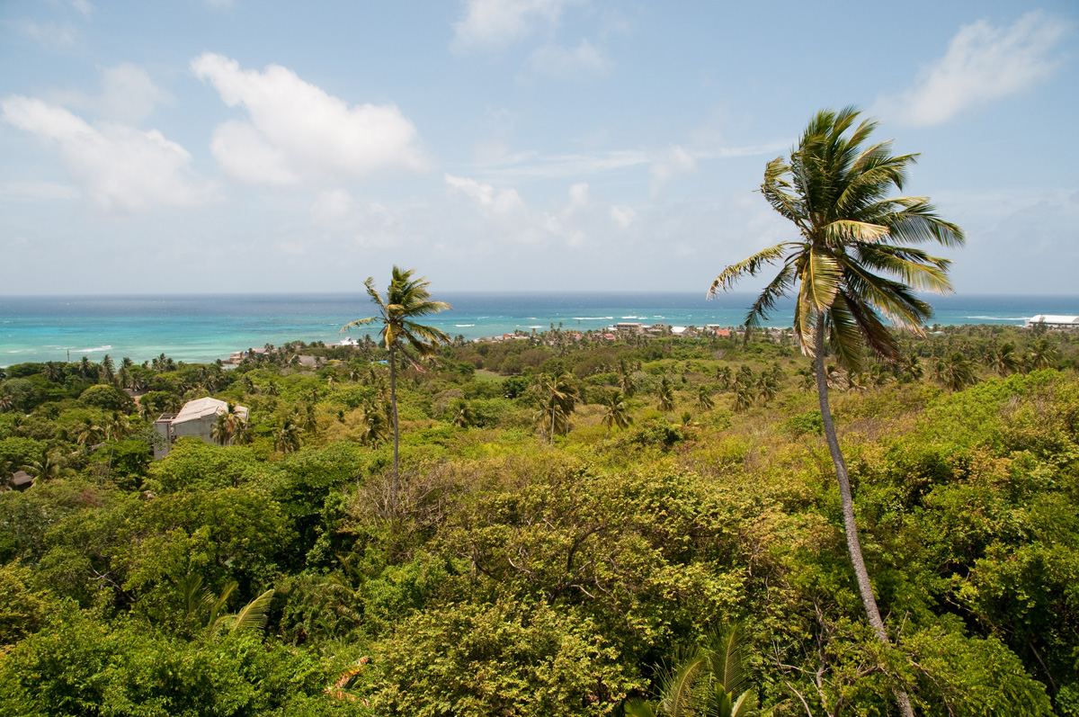 La cochinilla afectó buena parte de la vegetación de las islas de San Andrés y Providencia.