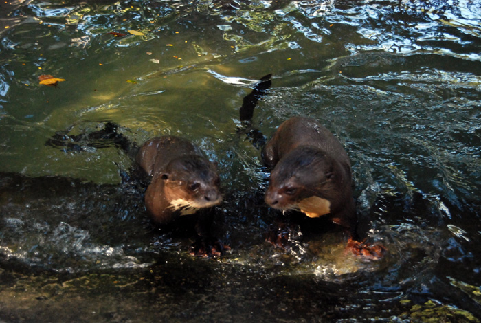 Durante cuatro meses se investigó el hábitat del perro de agua o nutria en Arauca.  Foto: Víctor Manuel Holguín/Uniemdios