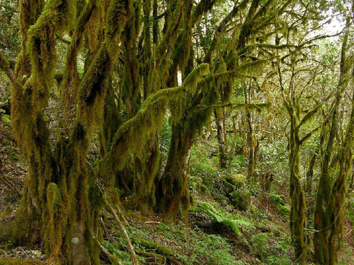 Los musgos son el grupo de plantas más representativo de las briófitas, no tienen vasos conductores, ni flores y tampoco frutos. / copepodo.wordpress.com