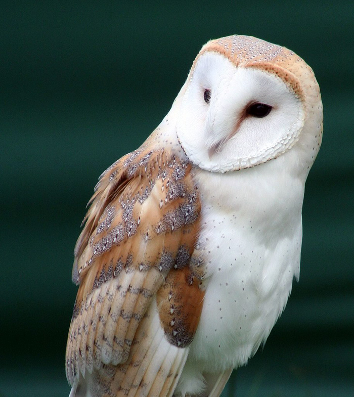 Se alimentan de pequeños animales como ratones, ratas, lagartos y ranas y complementan su dieta con pequeñas aves y murciélagos, que atrapa al vuelo.