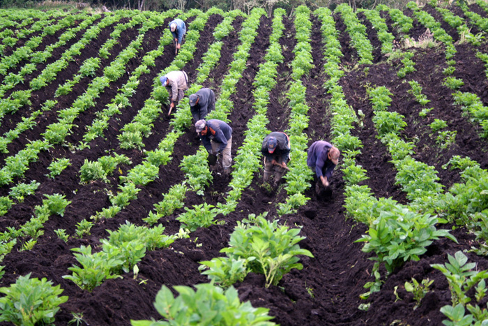 La agroecología aplica los conceptos y principios de la ecología al diseño, desarrollo y gestión de sistemas agrícolas sostenibles. Fotos: Unimedios