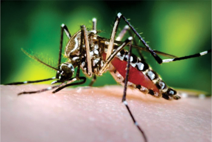 Aedes aegypti. es el nombre del mosquito transmisor del dengue. Fotos: Leticia/Unimedios