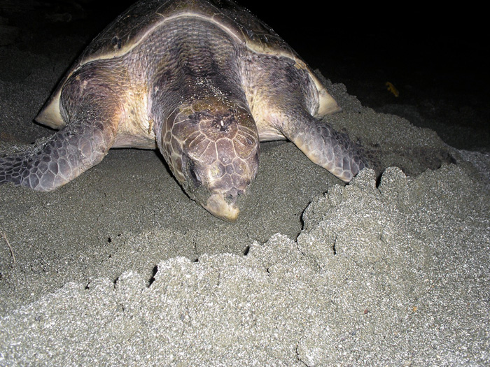 En la temporada 2009-2010, el promedio de eclosión de tortugas que emergían de los huevos oscilaba entre un 78% y 86%. Para el 2011 el éxito de eclosión disminuyó drásticamente cerca de un 34%. - Fotos: Sinab