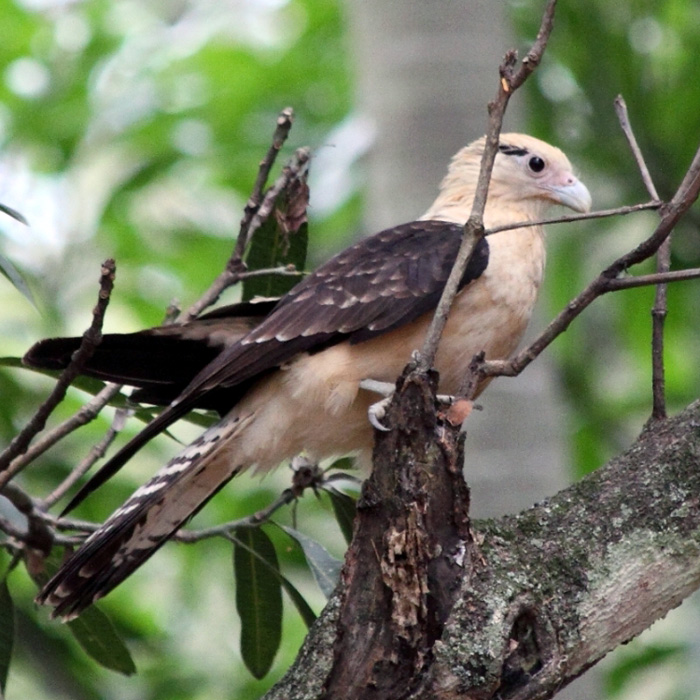 Milvago chimachima, perteneciente a la familia Falconidae.