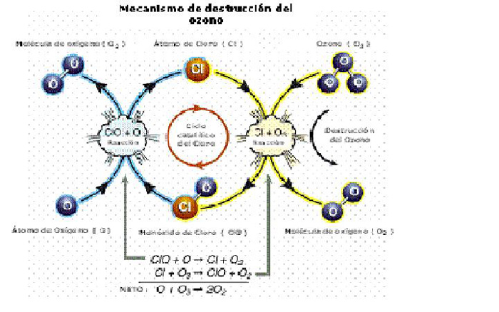 Mecanismo de destrucción del ozono estratosférico a partir de ClO. Elaborada a partir de: Scientific Assessment of Ozone Depletion: 2002. Twenty questions and answers about the ozone layer. OMM. 2002.