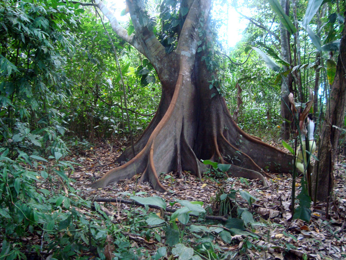 Las lianas son características de los bosques secos, húmedos y altos.