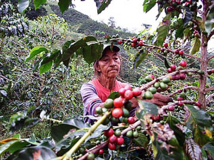 Plantaciones de café bajo sombra: rentables y ecológicas