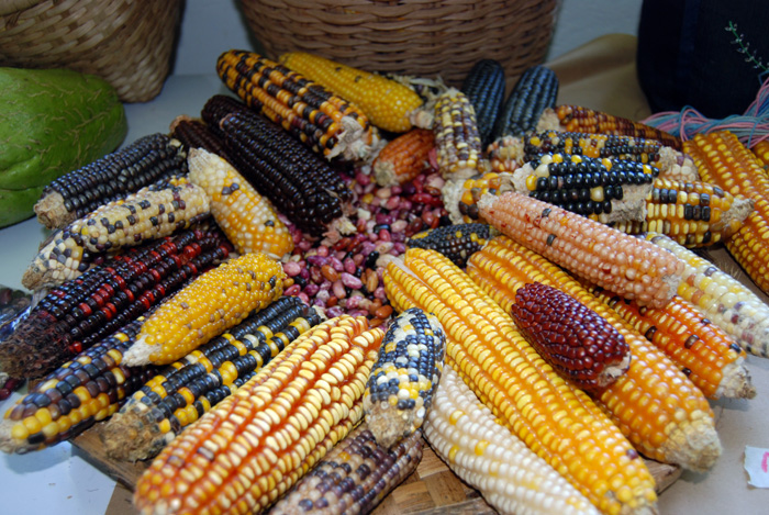 Un total de 23 razas de maíces criollos son protegidas en la U.N. en Palmira. - Unimedios