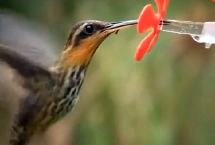 La lengua de los colibríes es una trampa de fluido, no un tubo capilar, indicó Alejandro Rico. / Unimedios