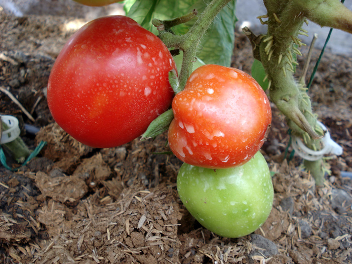 Metabolitos de bacteria contrarrestan efectos de patógenos en tomate.