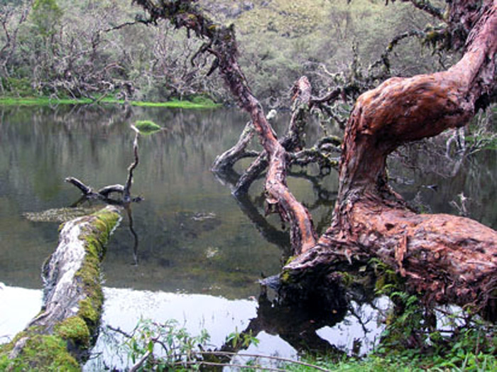 Estos bosques se encuentran asociados a laderas y quebradas rocosas porque actúan como abrigo contra fluctuaciones drásticas de temperatura. - acuario27.com