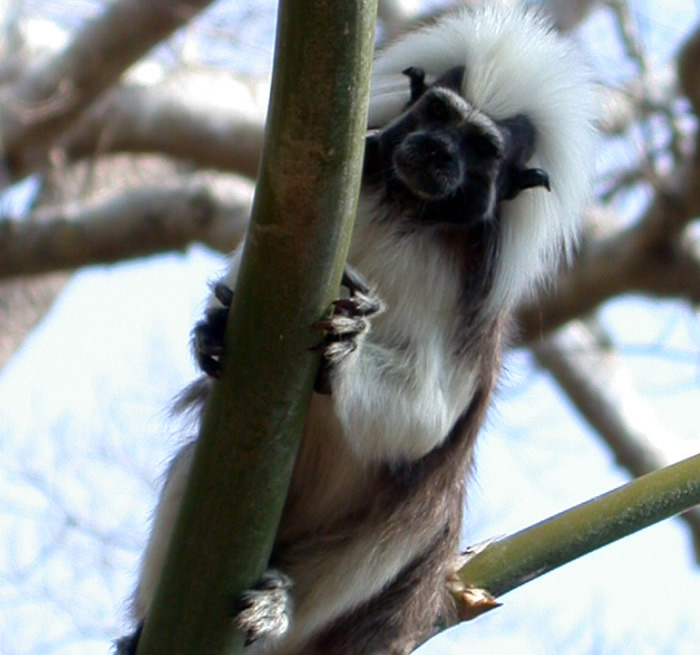 El tití cabeciblanco se encuentra en el noroeste de Colombia entre el río Atrato y el río Magdalena, en el noreste antioqueño y los departamentos de Sucre, Córdoba y Bolívar. - Fotos:  Francisco García Castillo