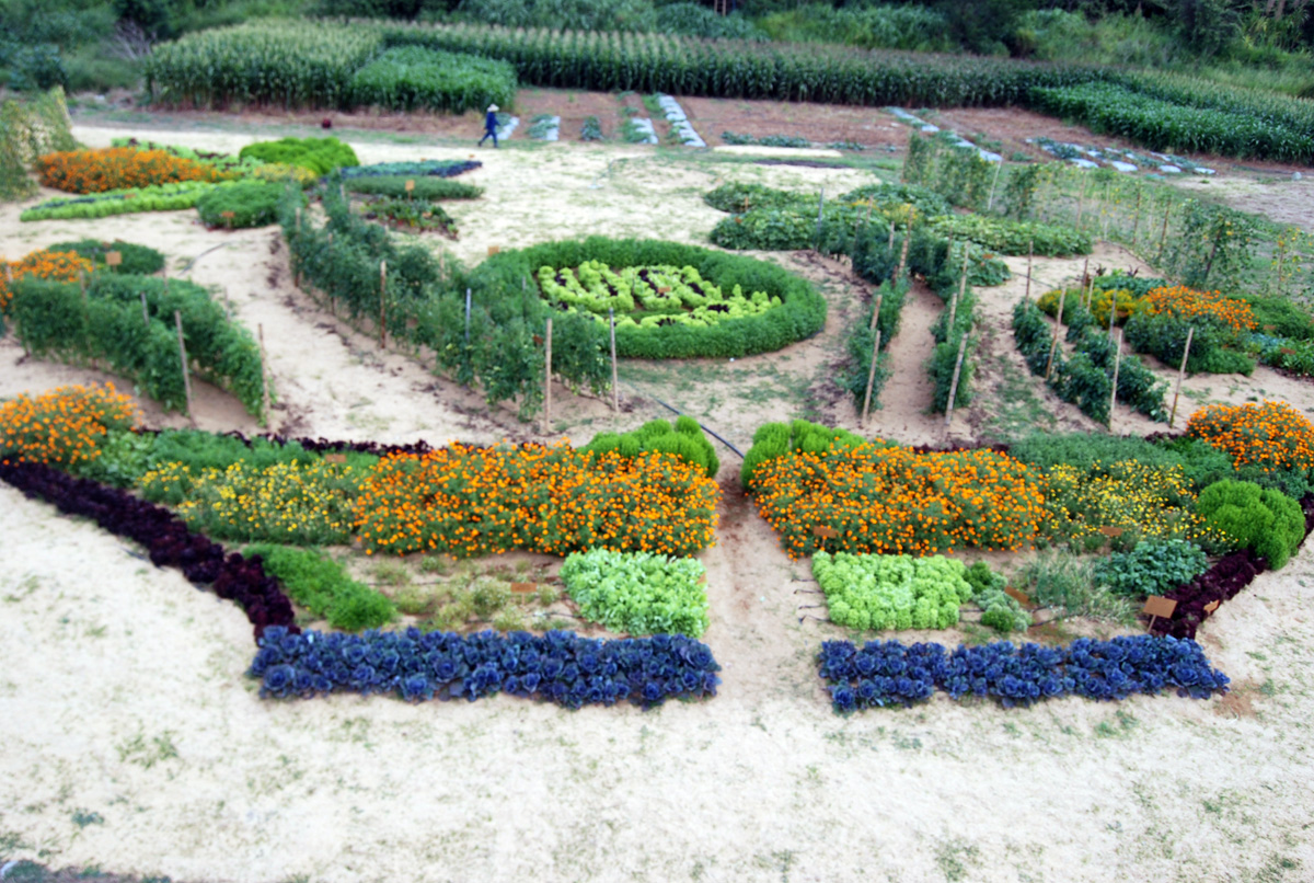 Hortalizas y plantas aromáticas, alternativas para pequeños productores