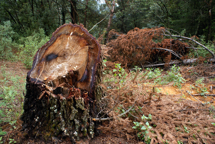 En Colombia, el 36,2% de los bosques han sido convertidos en pastos, y el 38,2%, en rastrojo o vegetación secundaria. Foto: Notimex.