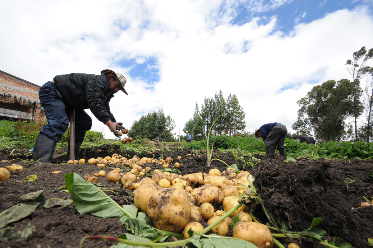 The project was developed with the potato growers of the region. Photos: Víctor Holguín/ Unimedios