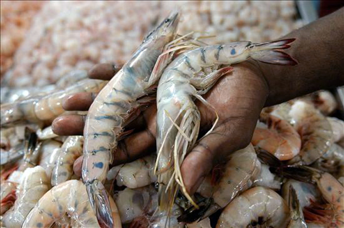 Atún, piangua y camarón en peligro de extinción. - Foto:  distintaslatitudes.net