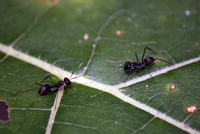 Los insectos pueden ser considerados como indicadores u organismos de alarma que van a determinar ciertos cambios climáticos y ambientales. Foto: Unimedios