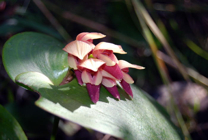 Según los investigadores, Colombia podría tener más orquídeas que Ecuador, que actualmente ocupa el primer lugar en biodiversidad de estas plantas. Fotos: Palmira/Unimedios