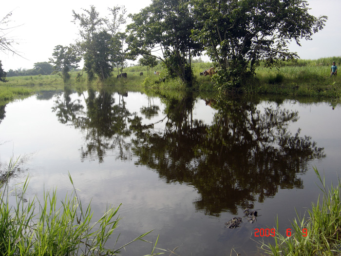 El humedal Timbique tiene 6,3 kilómetros de extensión y abastece la agricultura de cerca de 5 mil habitantes.