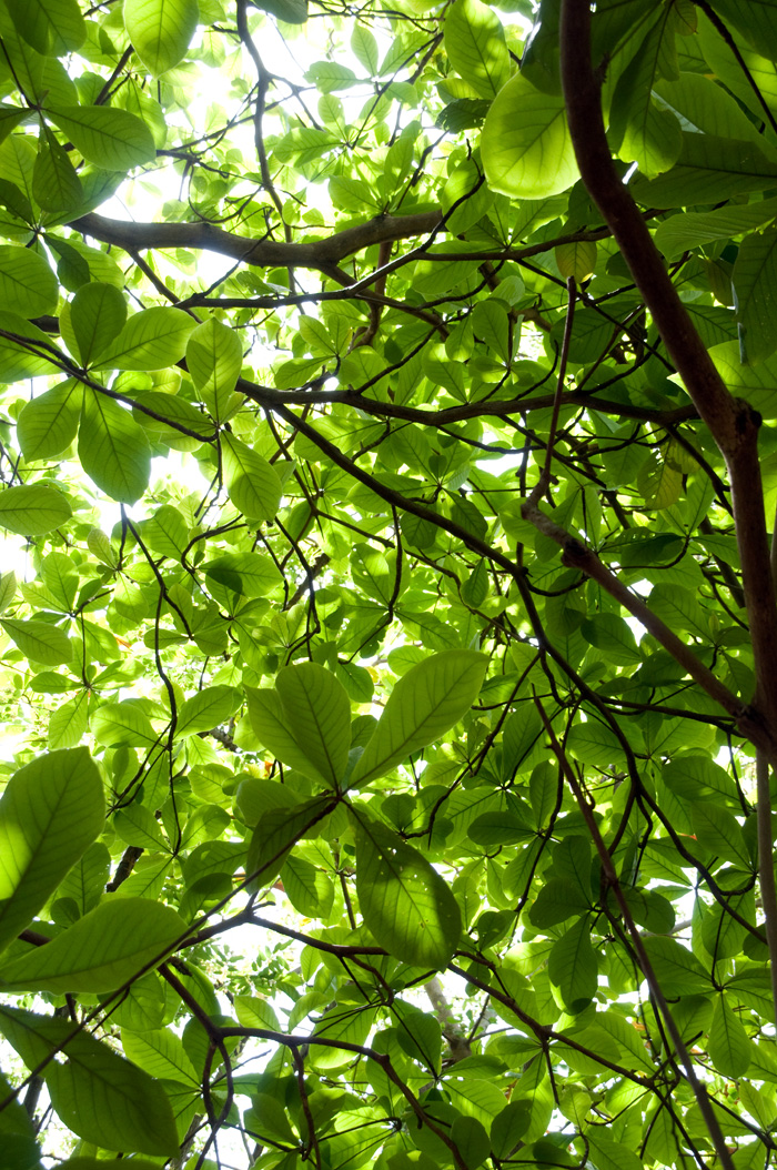 Los bosques son fuente de bienes y servicios ambientales rentables. Fotos: A. Felipe Castaño/Unimedios