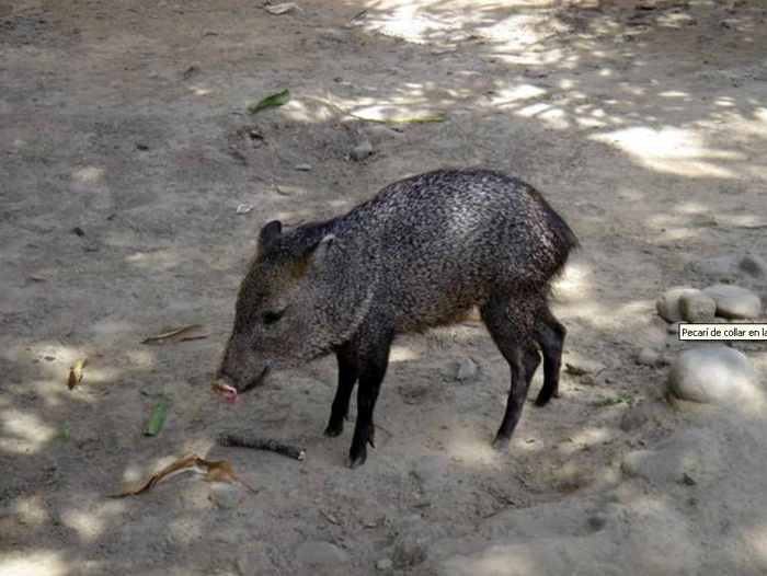 Los venados, tapires y pecaríes hacen parte de los ungulados, animales que tienen cascos o pezuñas en sus patas.