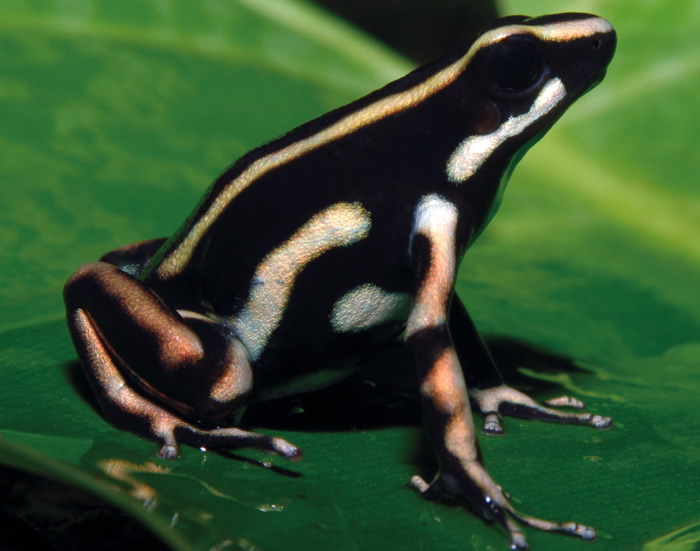 Dendrobates truncatus -  Cortesía Profesor Orlando Rangel