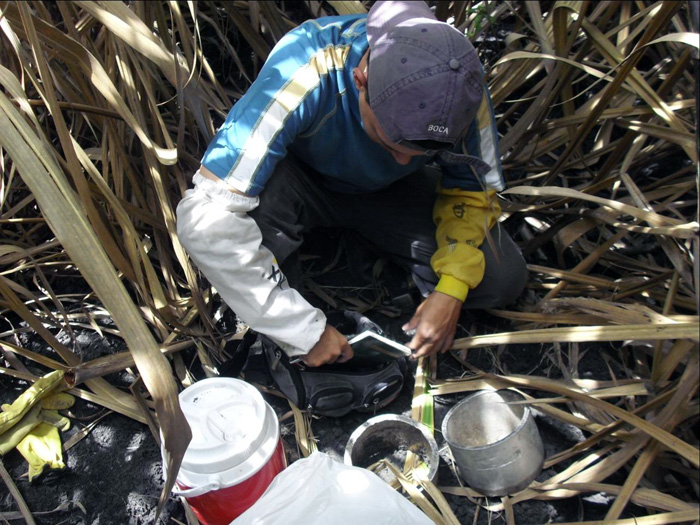 La toma de muestras para el proyecto se realizó en los surcos de cultivos de algunos ingenios con caña adulta, para que las tierras estuvieran consolidadas. / Unimedios