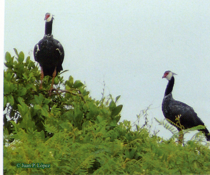 La guía, fauna de la region de Campo Capote, (Puerto Parra Santander) is the result of investigations of students and professors from Universidad Nacional de Colombia in an important place for development and forest management.