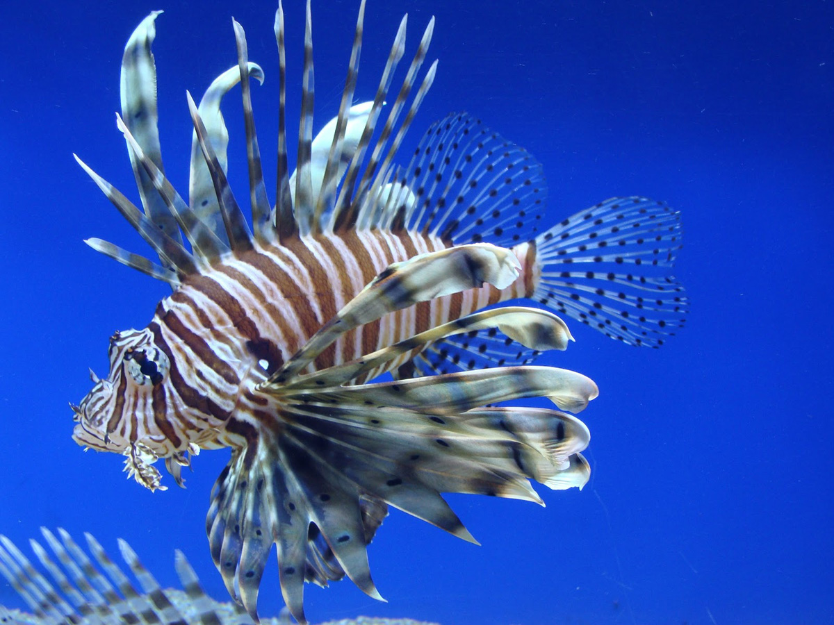 El pez león es un invasor que come lo que encuentra en el ecosistema marino del Caribe. (Foto: tendimac.com).