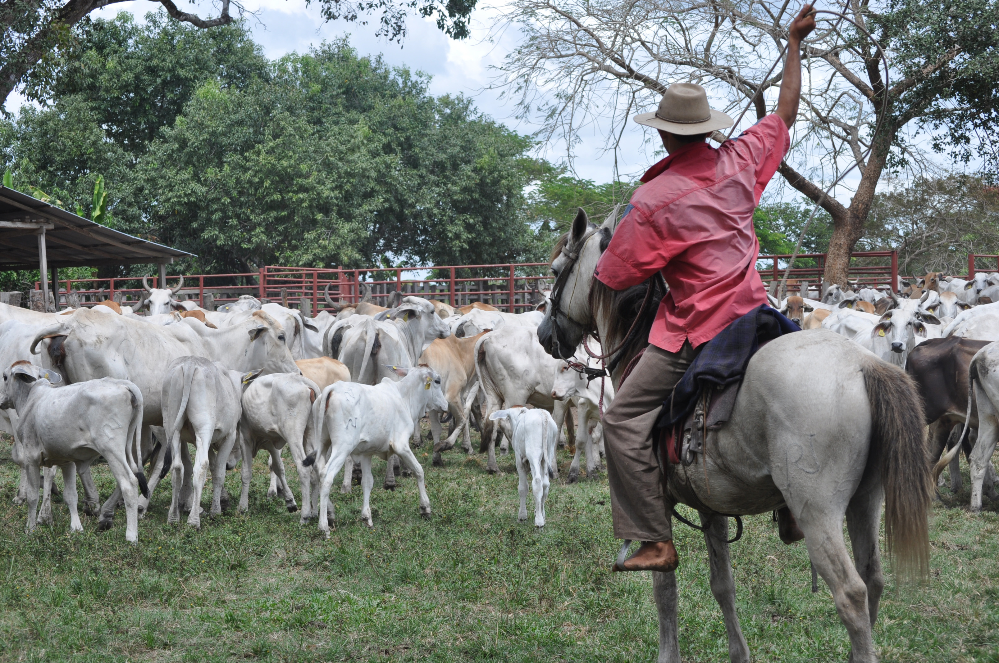 Solo entre Arauca y Casanare producen el 75 % de la carne del país.