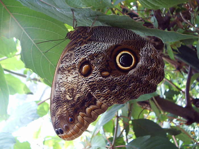 Captura'marcado'recaptura para estimación de poblaciones en mariposas diurnas tropicales' fue la charla ofrecida por Manuel Berrío en la franja Jueves de la Biodiversidad.