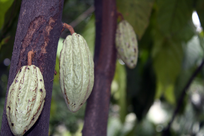 El proyecto permitió bosquejar un modelo de coordinación de actores que ayude a mantener los niveles de competitividad para los productores de cacao y plátano.