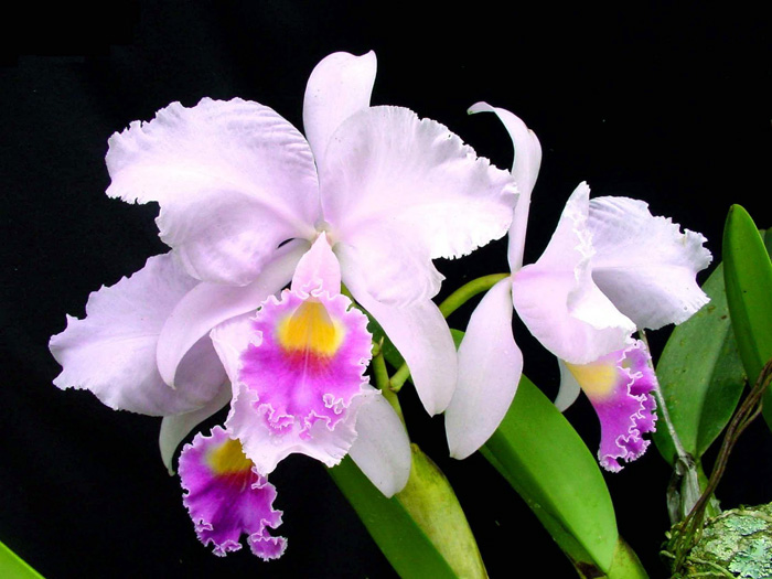 Expansion of the Cattleya genus in South America