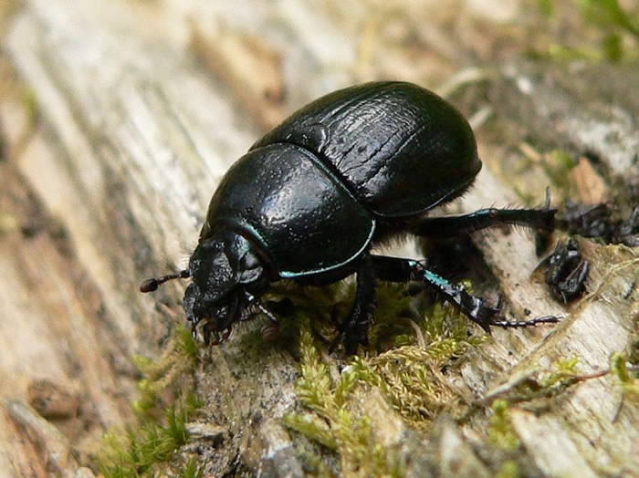 Los escarabajos estercoleros son insectos laboriosos y benéficos, ya que son conocidos como recicladores de excrementos, dispersores de semillas y controladores de  vectores.