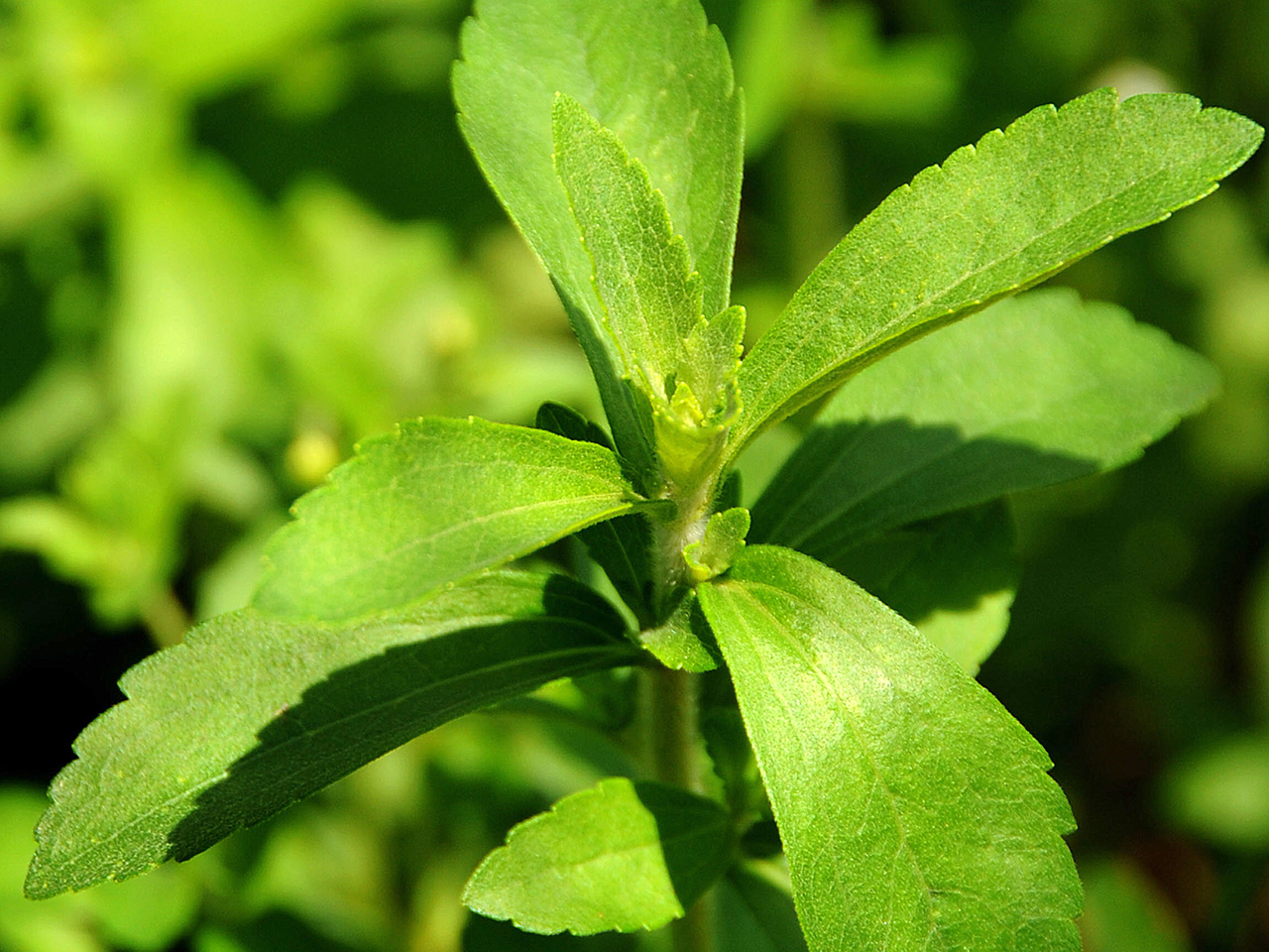La Stevia Rebaudiana Bertoni es una planta herbácea originaria del Paraguay. - www.nbcnews.com