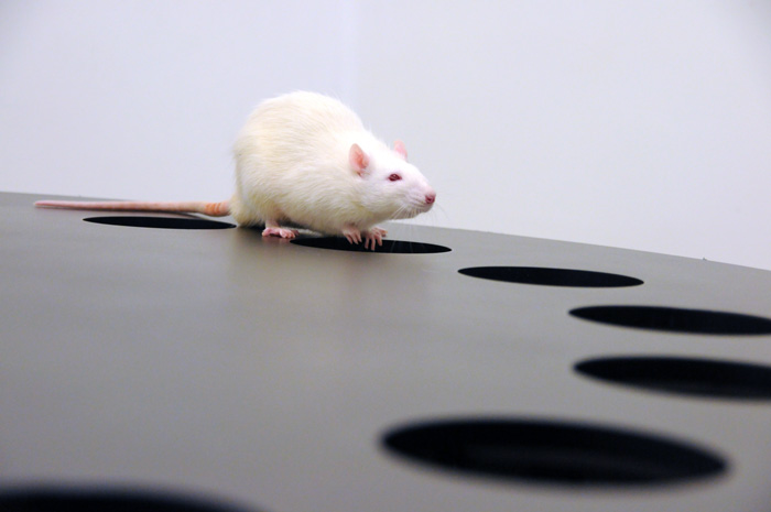 When the training was finished (eight sessions), an albino rat like this learned how to find the hole in less than a minute.