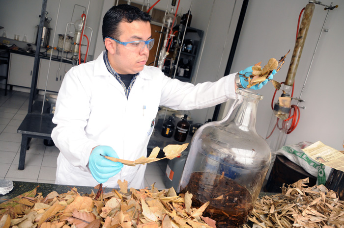 Lauraceae leaves mixed with solvent (ethanol). Photos by Andrés Felipe Castaño / Unimedios.