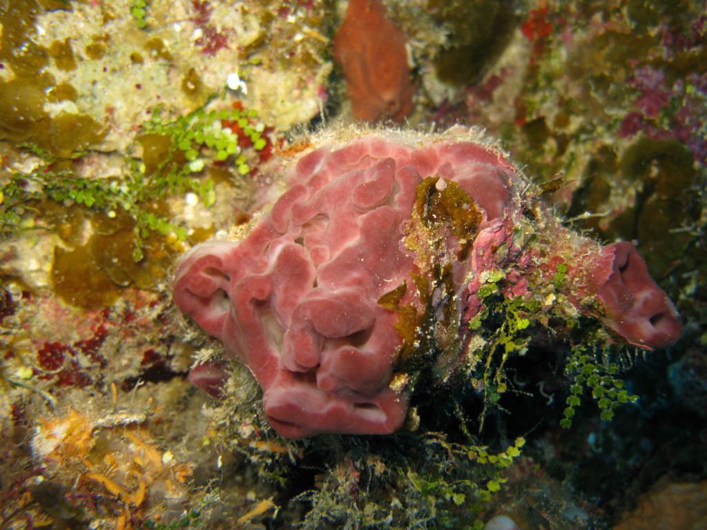 Esta esponja es más común en zonas de arrecifes profundos, de 3 a 55 metros, en el occidente del Atlántico. Foto: www.spongeguide.org