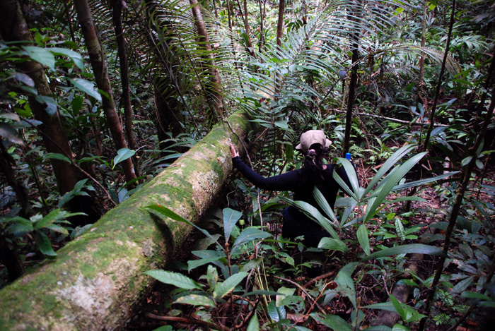 La deforestación es uno de los mayores problemas que afronta Colombia en la actualidad, algo que pone en riesgo la biodiversidad nacional. / Unimedios