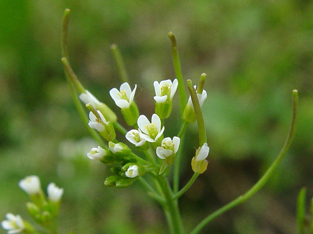 Arabidopsis thaliana fue la planta modelo para esta red génica. Foto: www.devbio.biology.gatech.edu