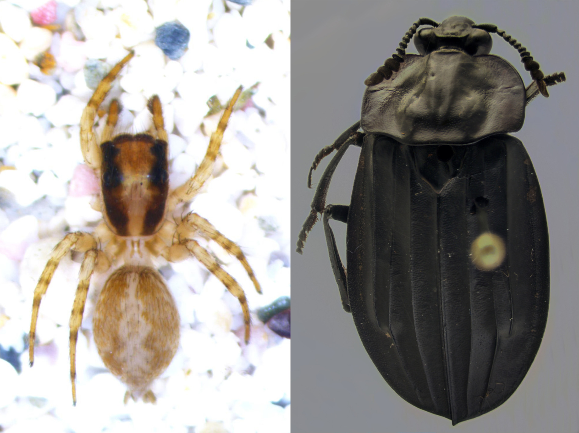 El último escarabajo y la última araña descubiertos por investigadores del Instituto de Ciencias Naturales tienen nombres de dos reconocidos deportistas del país.
