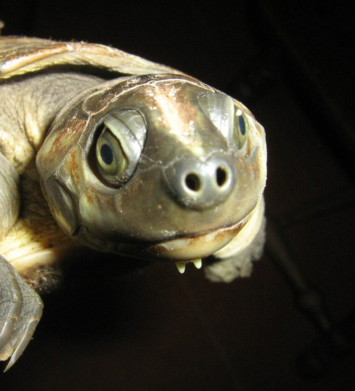 Podocnemis lewyana, tortuga que habita el río Prado (Tolima). Fotos: cortesía Adriana González