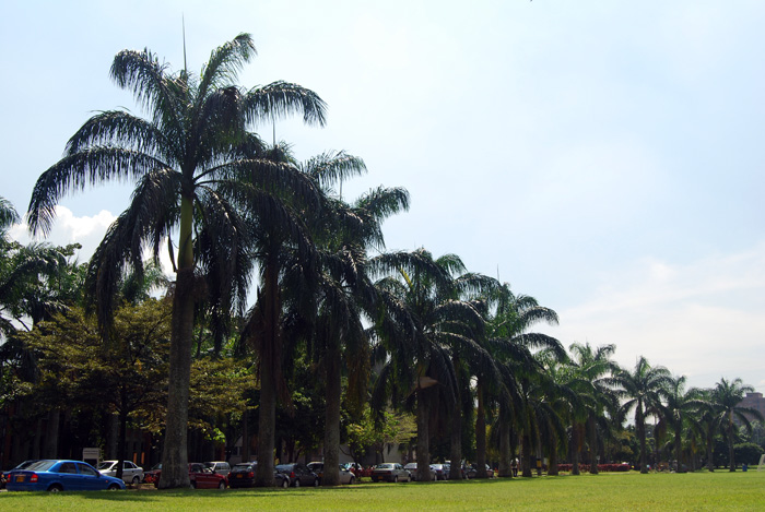 Los biocombustibles podrían satisfacer alrededor del 20% del consumo de energía en el mundo. Foto: Medellín/Unimedios